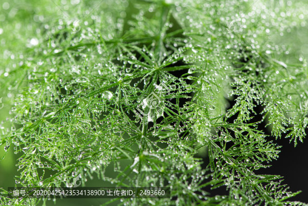 綠色植物水珠雨水