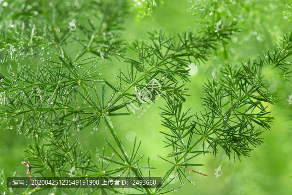 綠色植物水珠雨水