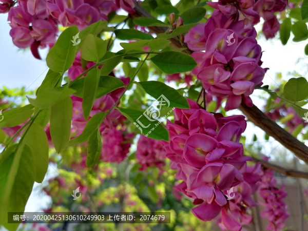 紫槐花