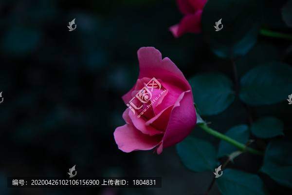 玫瑰月季