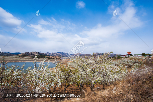 北鎮(zhèn)梨花