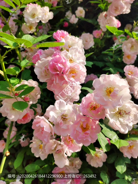 粉色薔薇花