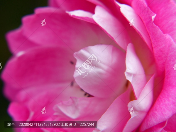 月季花
