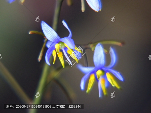 山菅