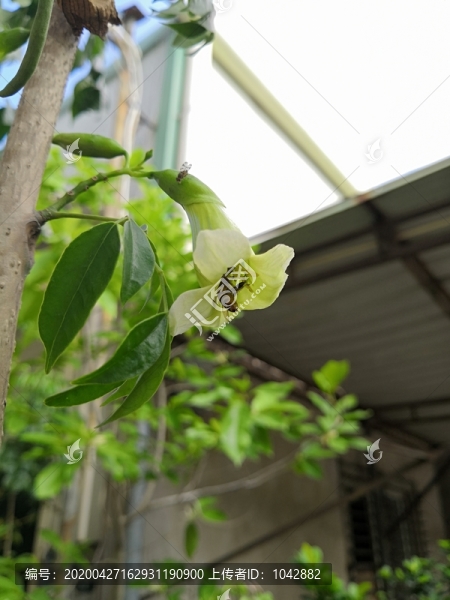 綠寶樹花