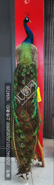 美麗孔雀