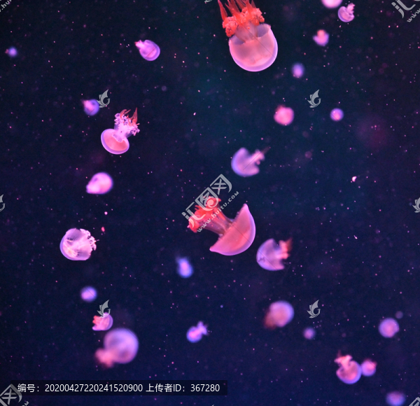 水母