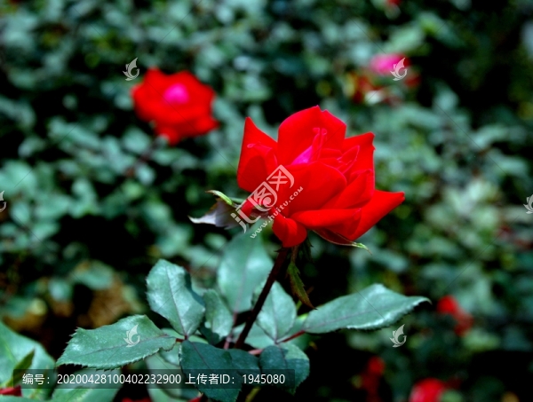 紅玫瑰