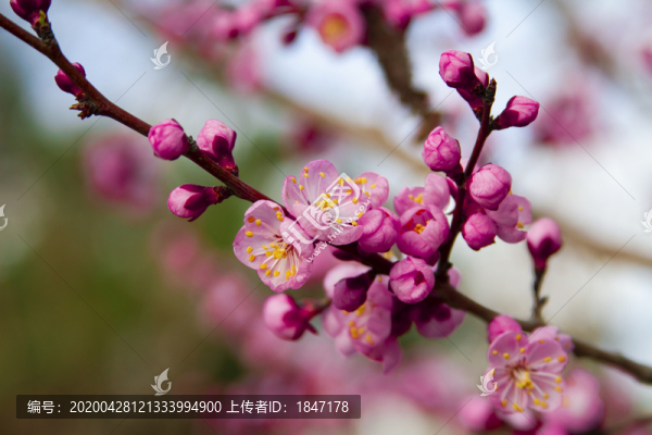 杏花
