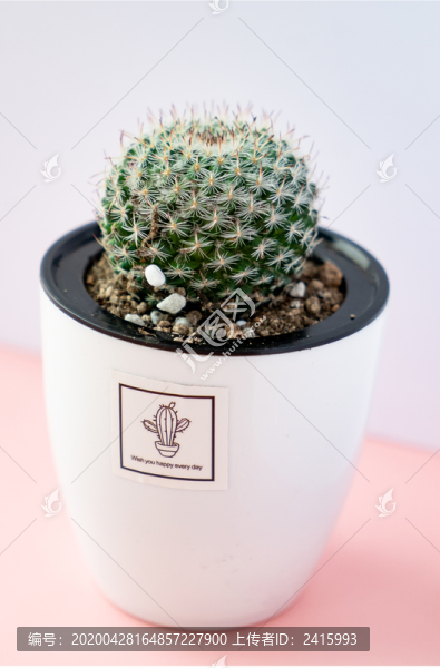 仙人球