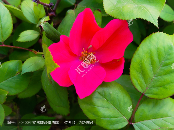月季花