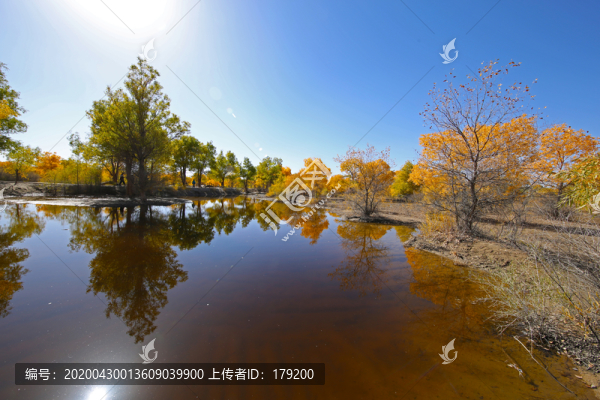 大漠胡楊林九
