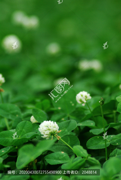 三葉草白車三葉草