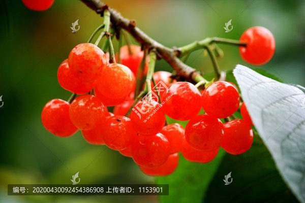 櫻桃