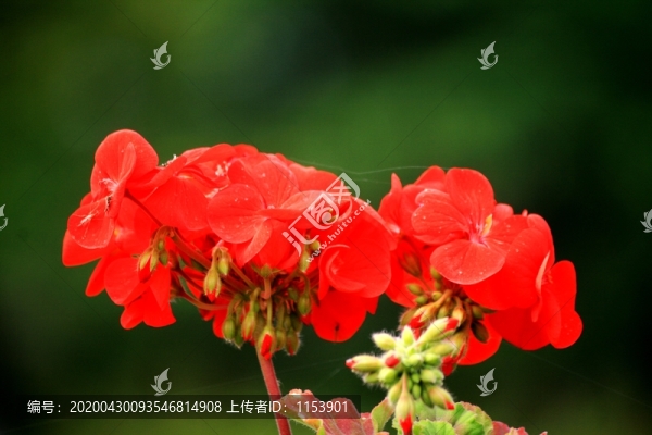 天竺葵
