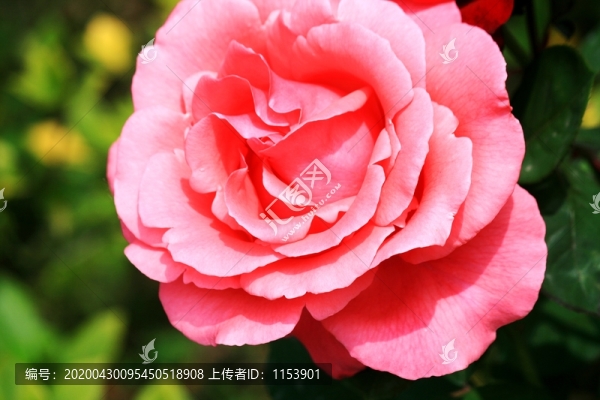 大花月季