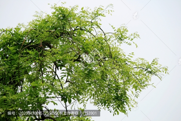 垂槐