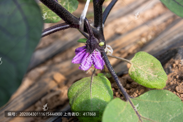 紫茄子花