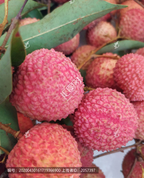 桂味荔枝