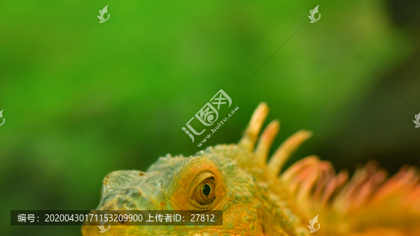 爬行動物
