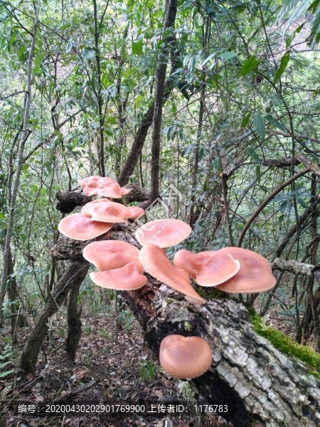野生香薰野生香菇