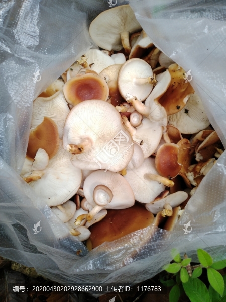 野生香薰樹上生長的野生香菇