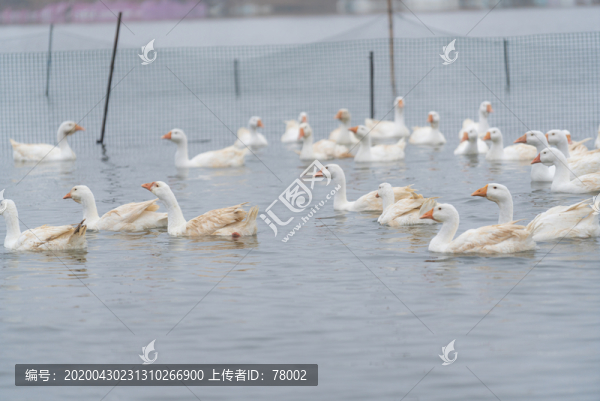 浙東大白鵝養(yǎng)殖場