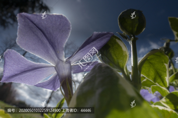 小蔓長春花