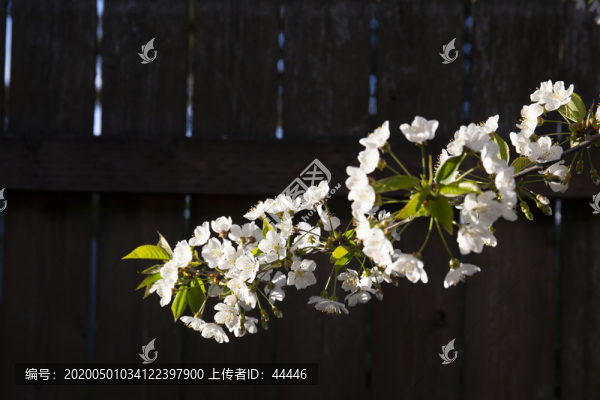 大櫻桃花