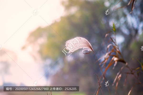 蘆葦花
