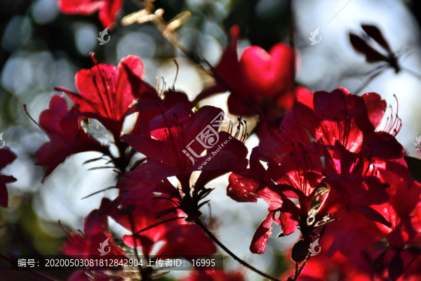 杜鵑花素材
