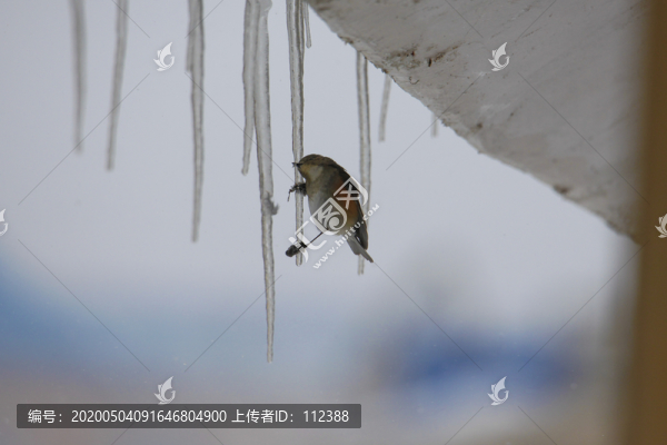 藍(lán)眉林鴝喜馬拉雅紅脅藍(lán)眉鴝