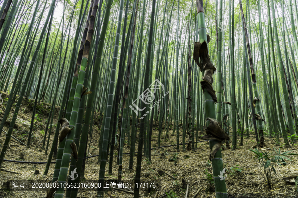 竹林