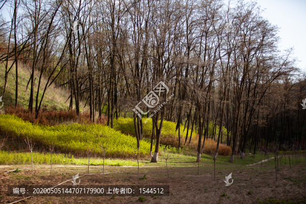 小樹林