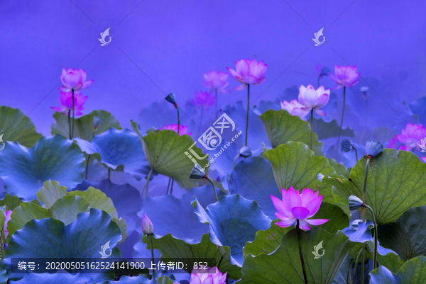 荷花