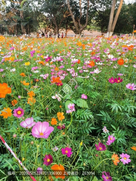 波斯菊