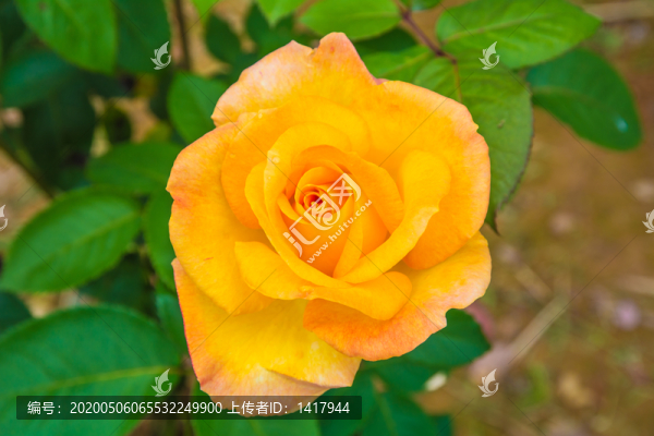 黃色月季