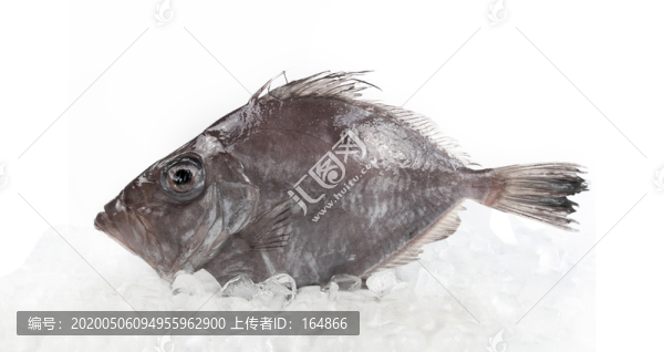 南非海魴魚(yú)