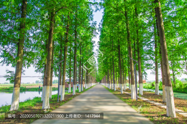 道路兩旁的水杉