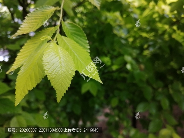 雨后樹葉上的露珠水滴