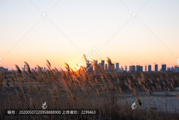 夕陽蘆葦