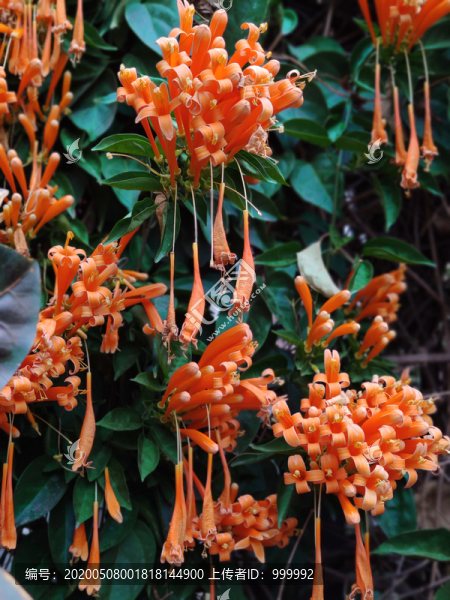 炮仗花
