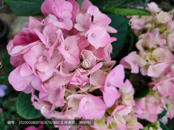 繡球花