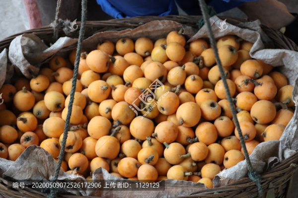 枇杷