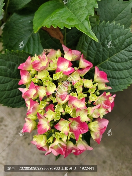 繡球花特寫
