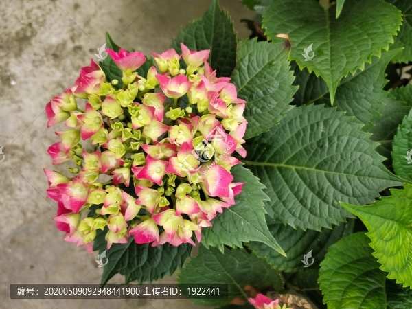 粉色繡球花