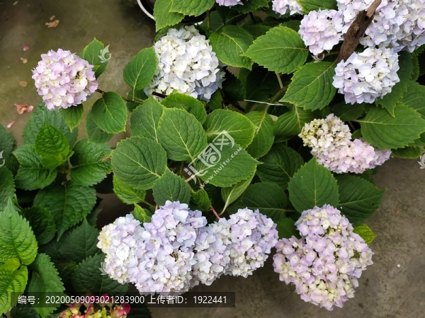 繡球花
