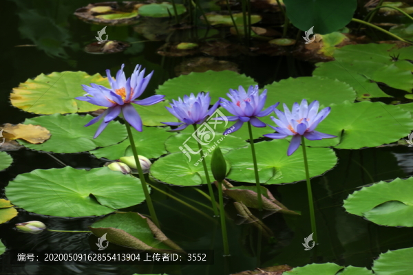 南植睡蓮