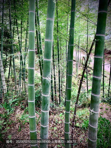 竹林