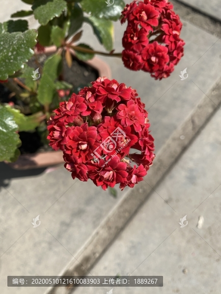 長(zhǎng)壽花